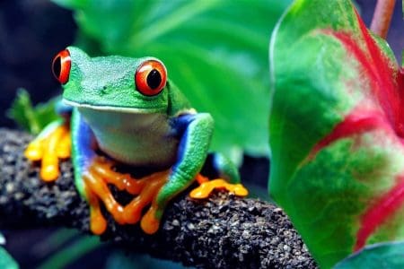 Essential Costa Rica Travel Guide