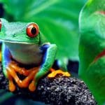 Costa Rica Sustainable Tourism: Leading the World