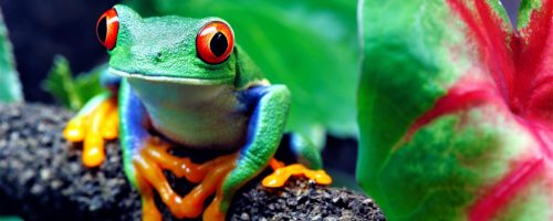 Costa Rica Sustainable Travel