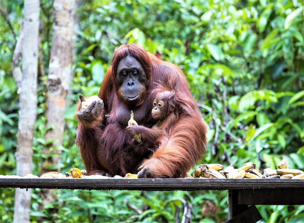 Cheap Destinations to Visit in 2021 - See Orang utan in Borneo or Sarawak, Indonesia