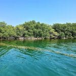 Mangroves at Roatan, Honduras