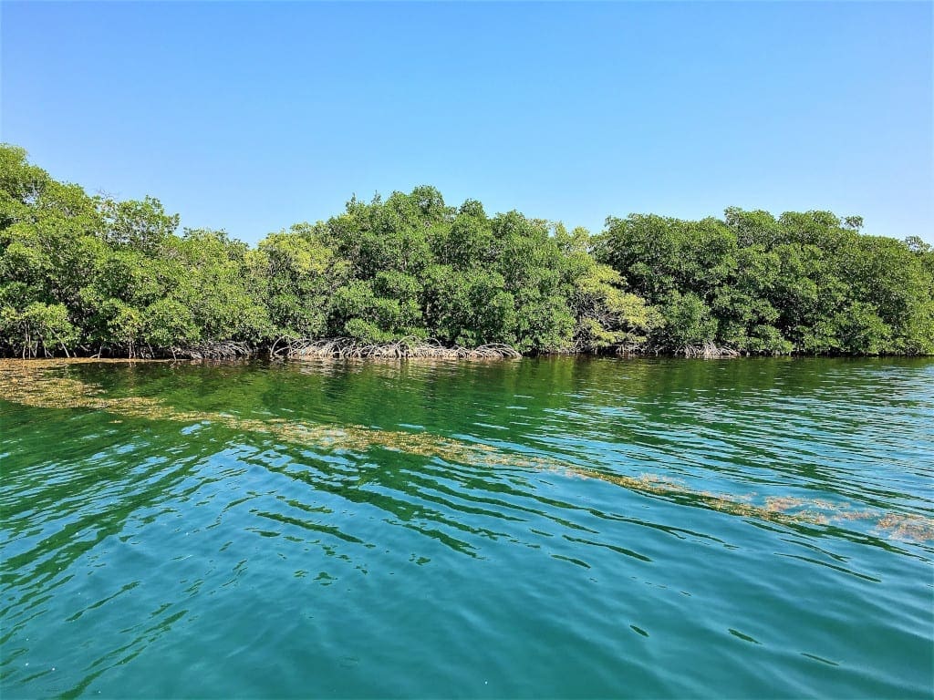 Mangroves at Roatan, Honduras