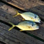 The day's catch