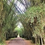 Botanical Gardens at Lancetilla