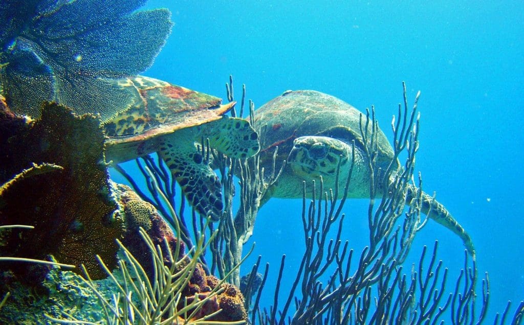 Dive Fest Barbados