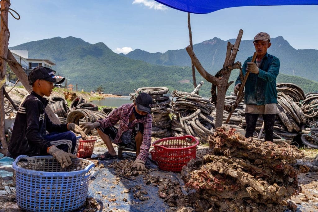 Oyster farming on the way to Hue