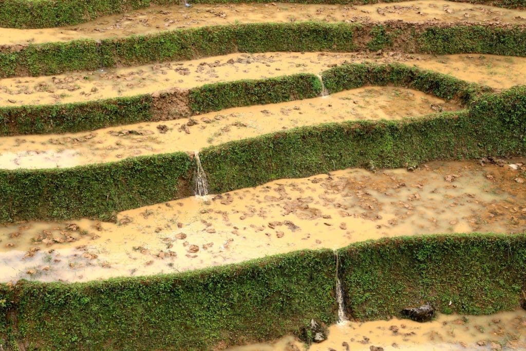 Rice terraces in Sapa