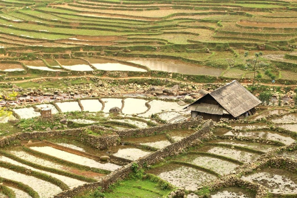 Rice terraces in Sapa