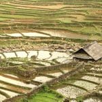 Rice terraces in Sapa
