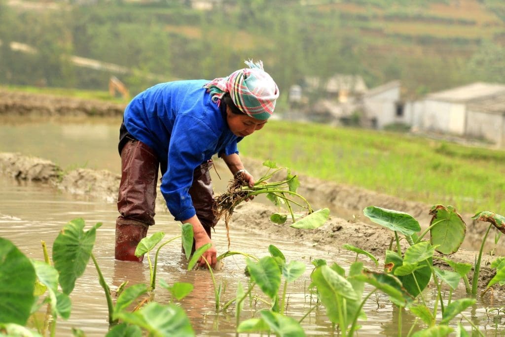 Tending crops in Sapa