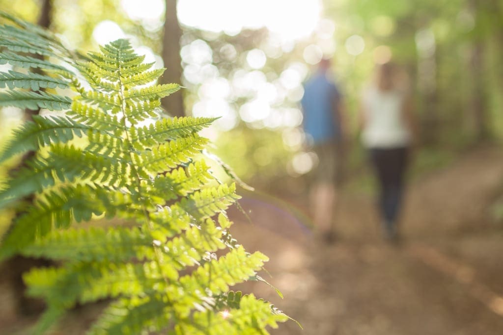 Walking in the beautiful woods