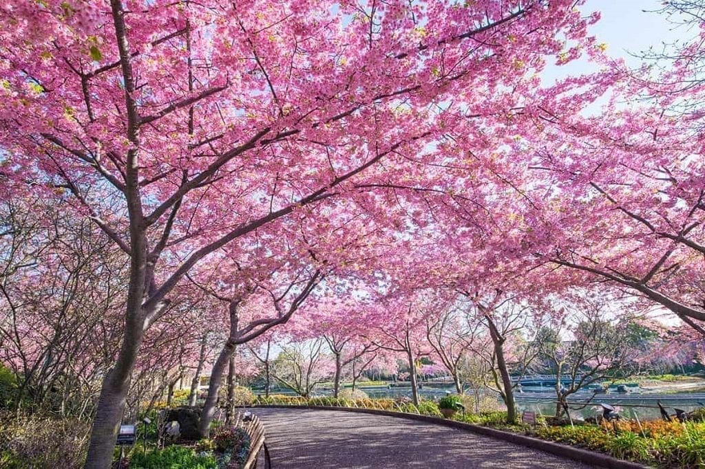 Cherry blossom festival Japan