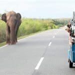 Julian Carnall, Responsible Travel with Large Minority