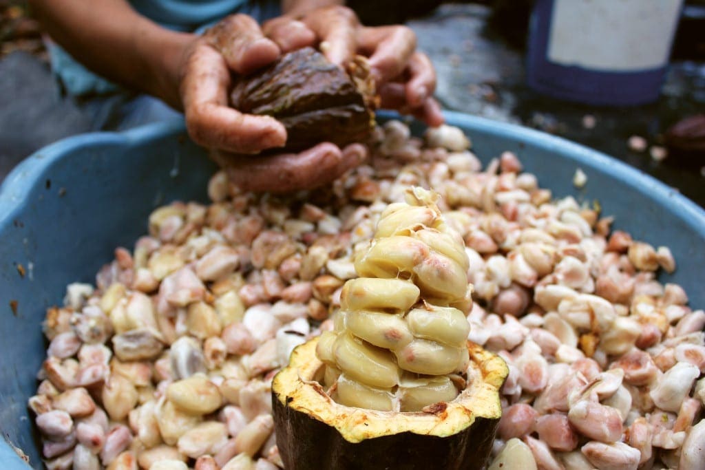 Harvesting the beans from the pods - Nicaragua 2