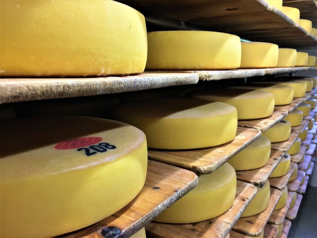 Swiss cheese maturing at the cheese dairy
