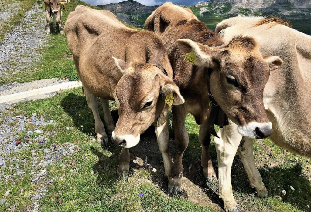A bovine welcome in the Jungfrau Swiss Alps