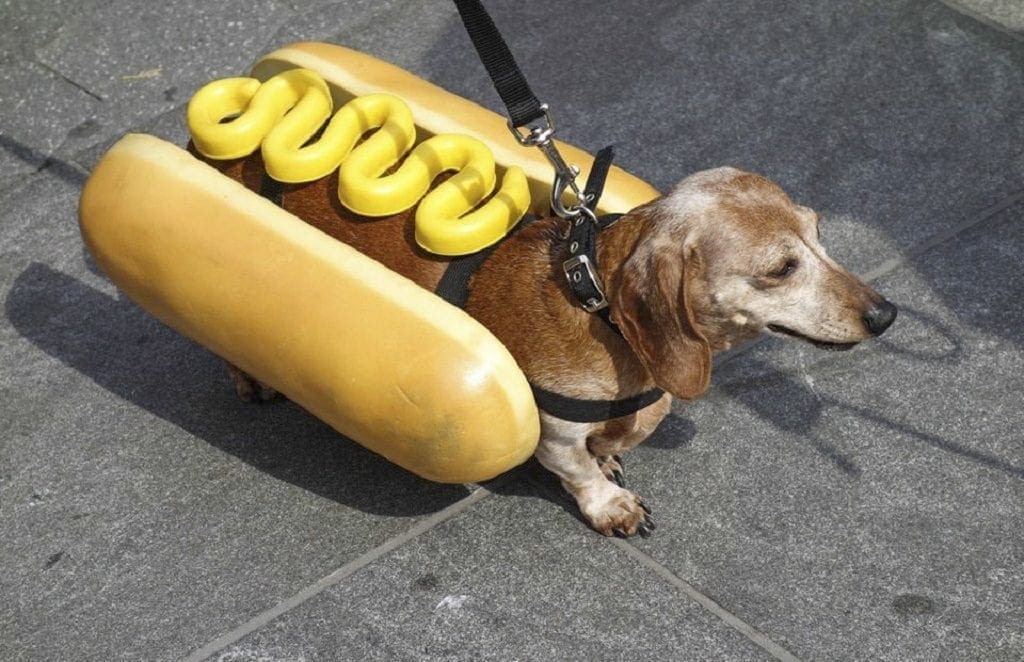 Wienerdog race