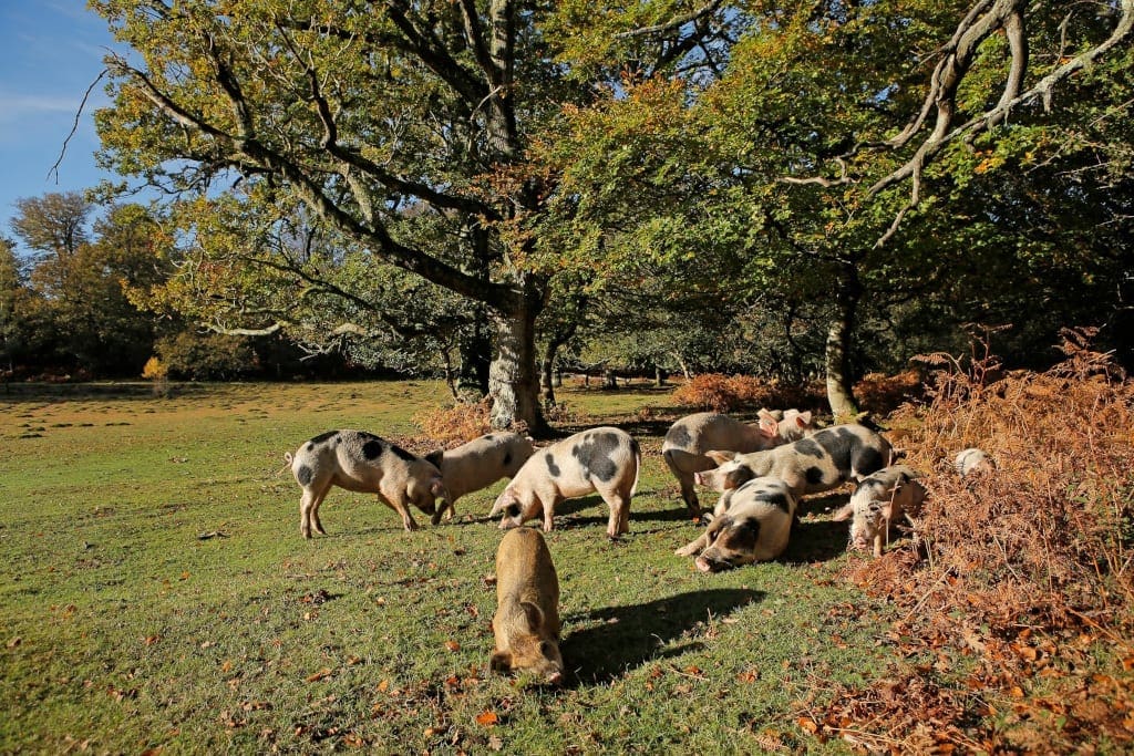 New Forest Pannage