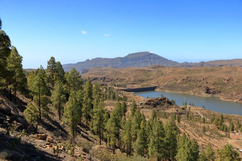 Pine forest in the interior of Gran Canaria