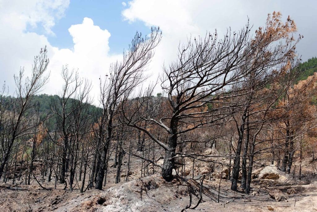 Greece wildfires in Greece