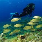 diving