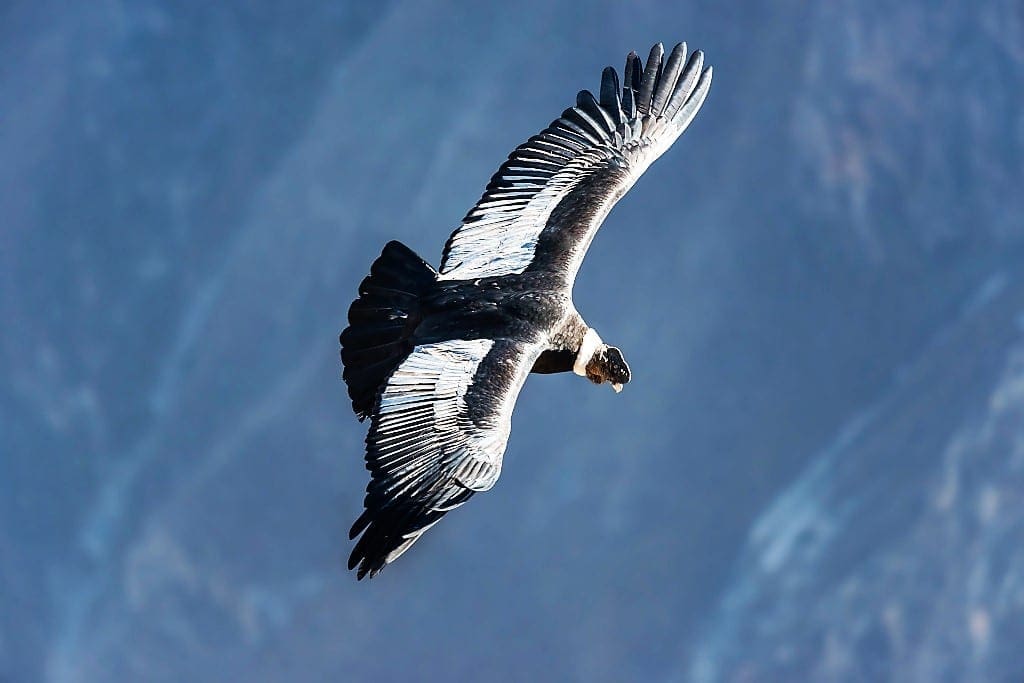 Andean Condor