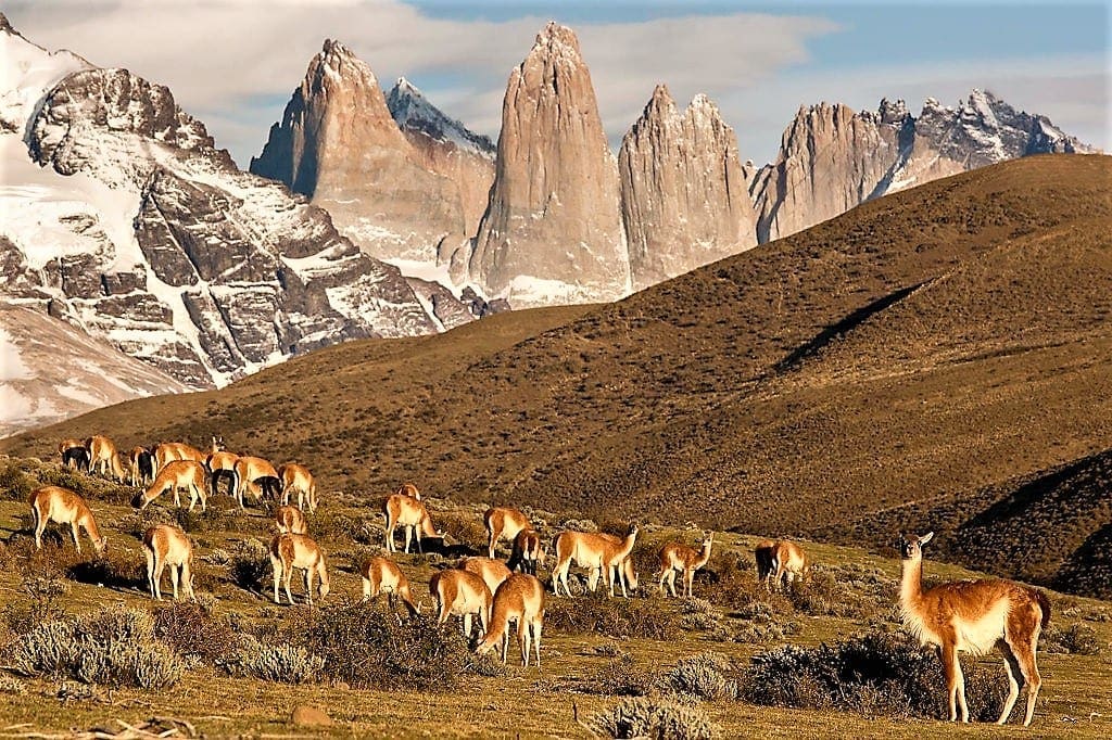 Guanacos, Chile (Tom Ambrose)