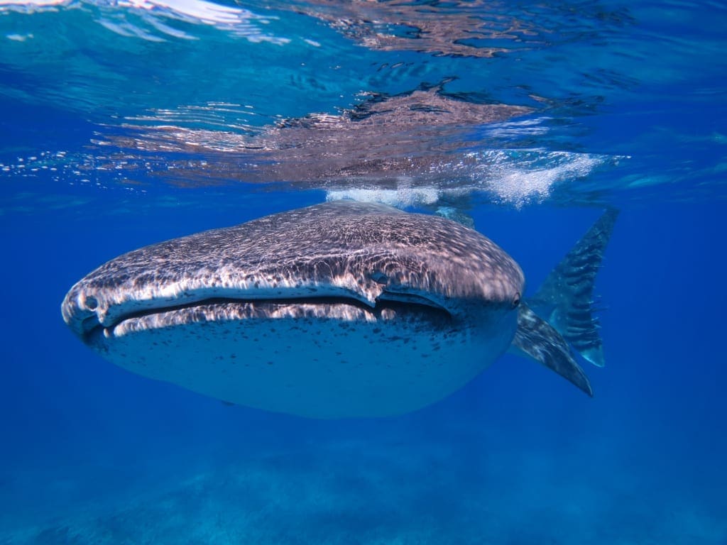 whale shark