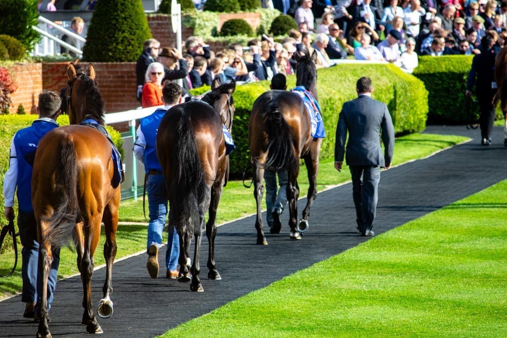 Horses parading at the Newmarket races
