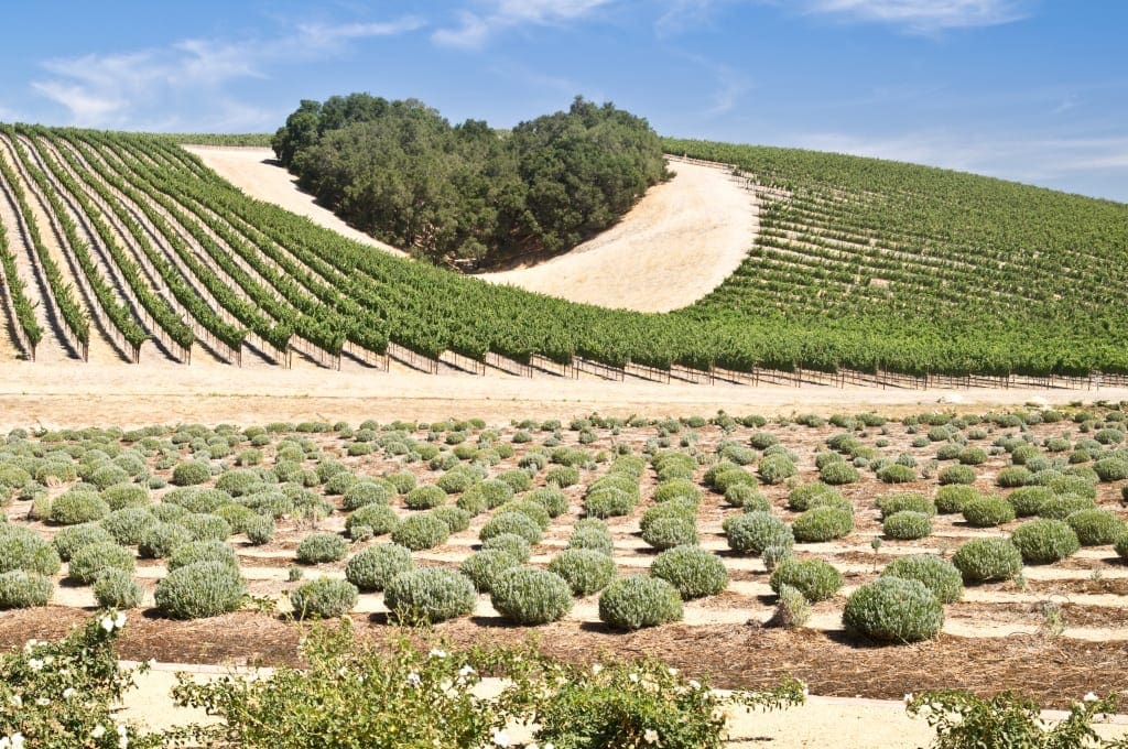 Paso Robles - California wine