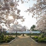Spring blossoms at Blenheim