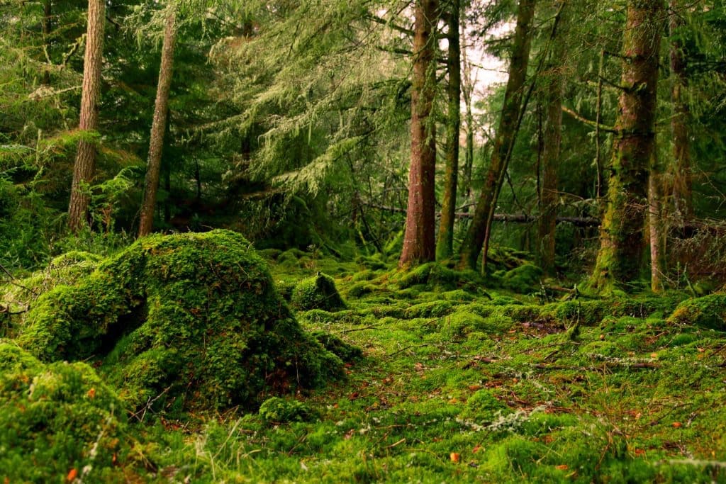 Woodland on Eilean Shona by B Cox