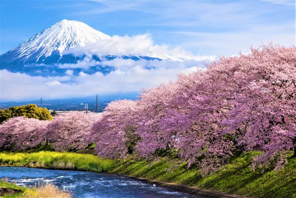 Japan’s Earliest Cherry Blossoms in Shizuoka - Travel Begins at 40