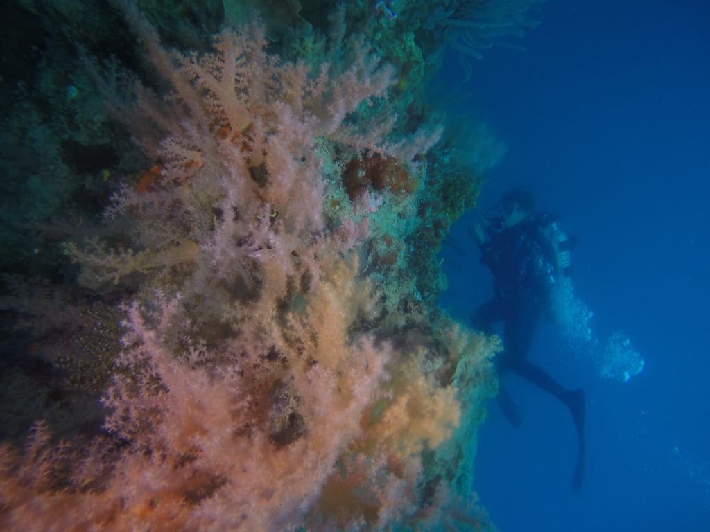 Diving Karimunjawa