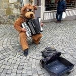 Teddy bear plating the accordion at the Lausanne market