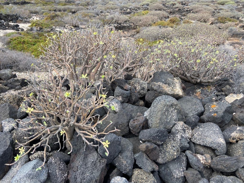 Lanzarote