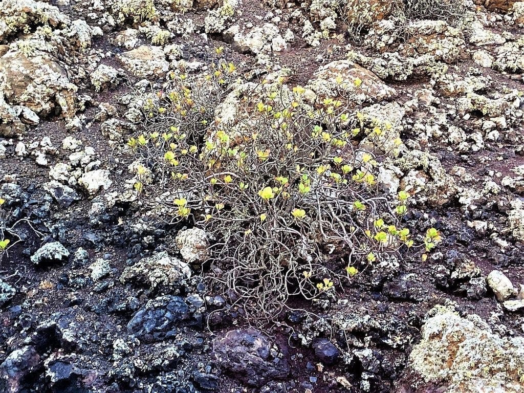 Life springs eternal in the Timanfaya National Park Lanzarote