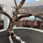 The Hemit and the Fig Tree
