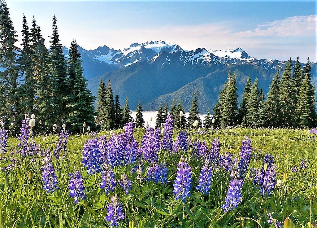 Olympic Mountains Lupine