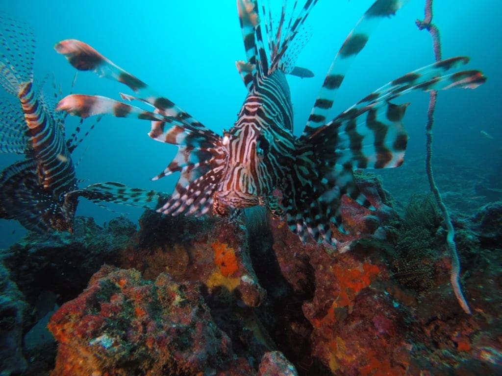 Some of the amazing marine live in the Mergui Archipelago