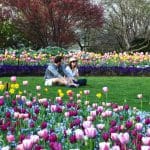 Dallas Blooms 2023, Dallas Texas, USA