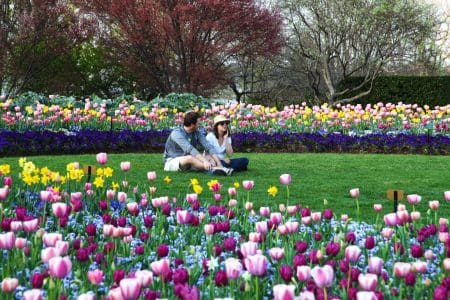 Dallas Blooms 2025, Dallas Texas, USA