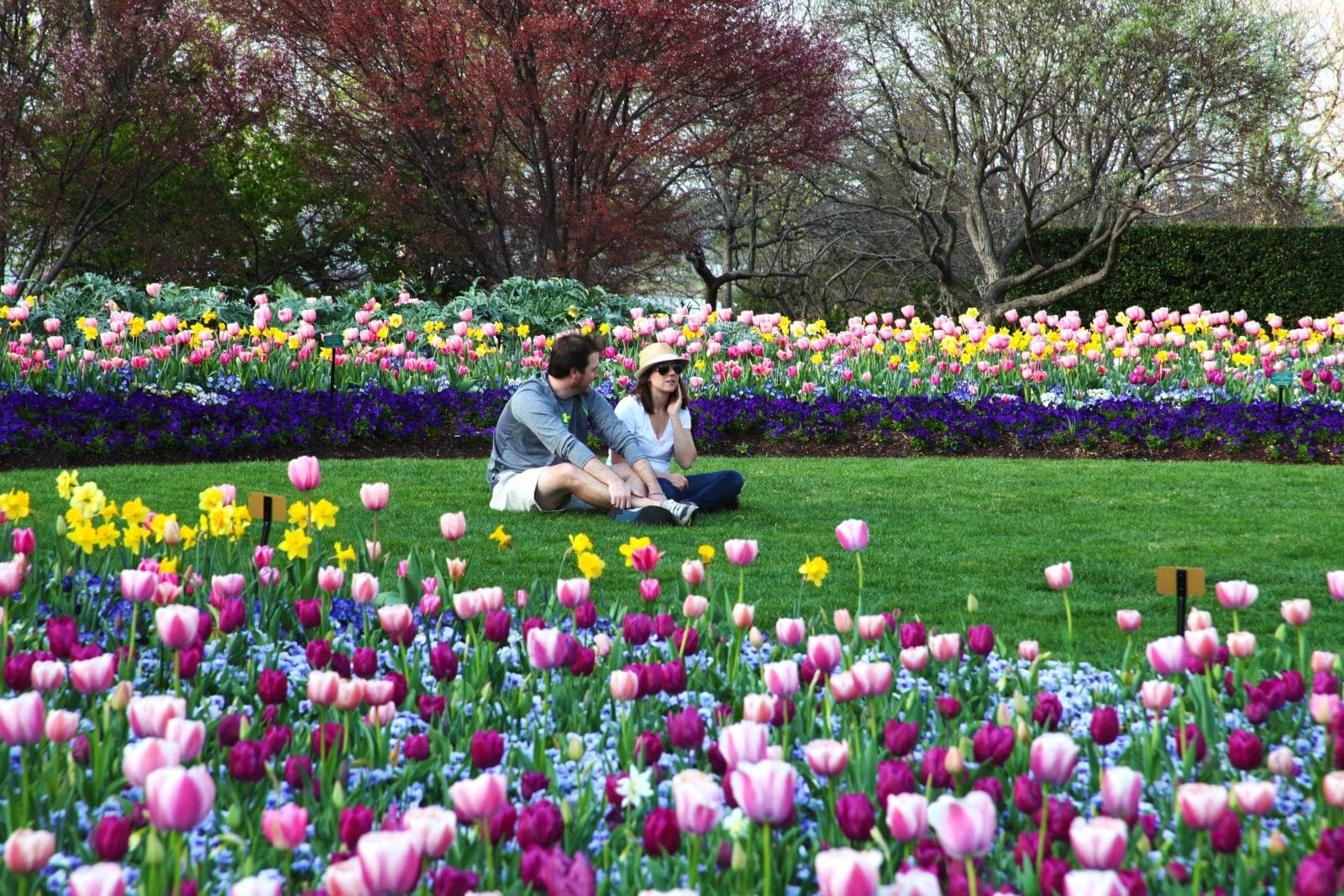 Dallas Blooms