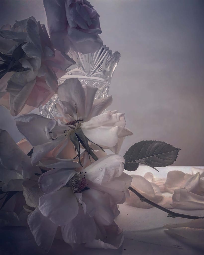 Nick Knight Saturday 13th May, 2017 Hand-coated pigment print © Nick Knight Courtesy of the Artist and Albion Barn