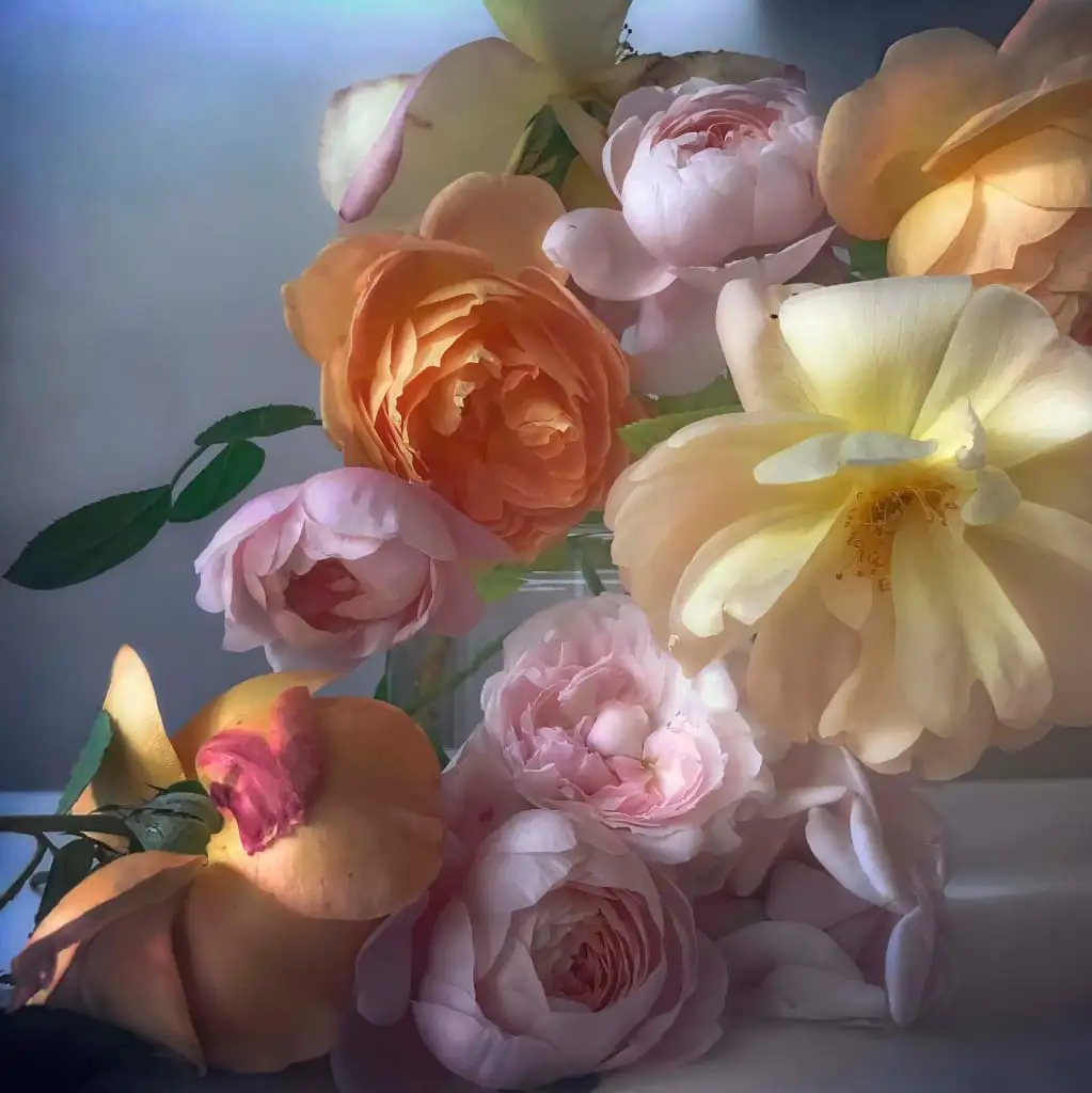 Nick Knight Rose Ⅳ Poster