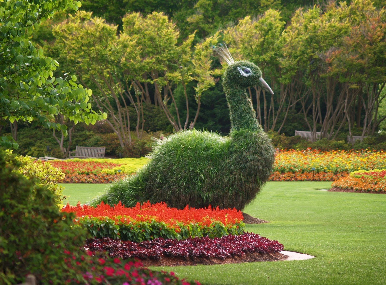 Dallas Blooms