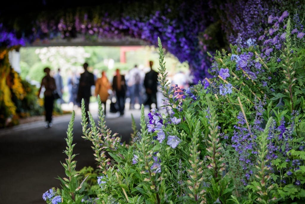Chelsea Flower Show Where to Go in May