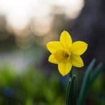 St David’s Day 2023, Wales, UK