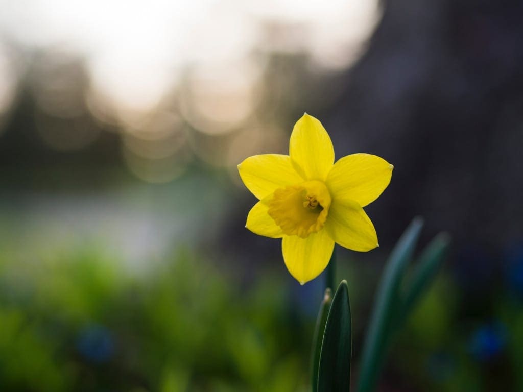 St David’s Day