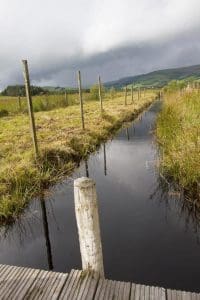 The Bog